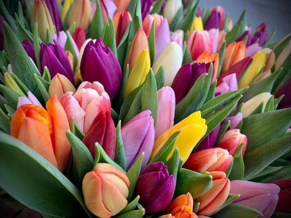 Bilder Blumenhaus Gauper Graz