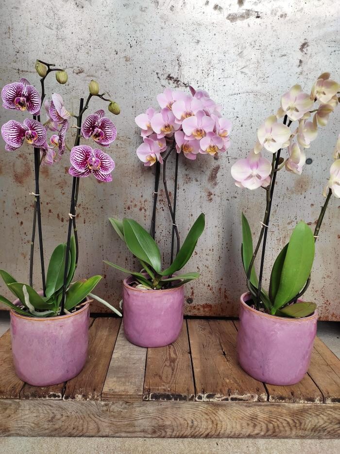 Bilder Blumen Fleischmann GmbH