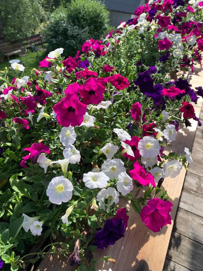 Bilder Yoga Resort AlpenRetreat