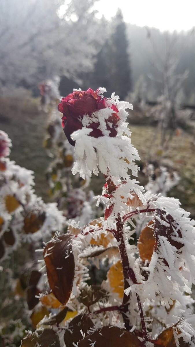 Bilder Yoga Resort AlpenRetreat