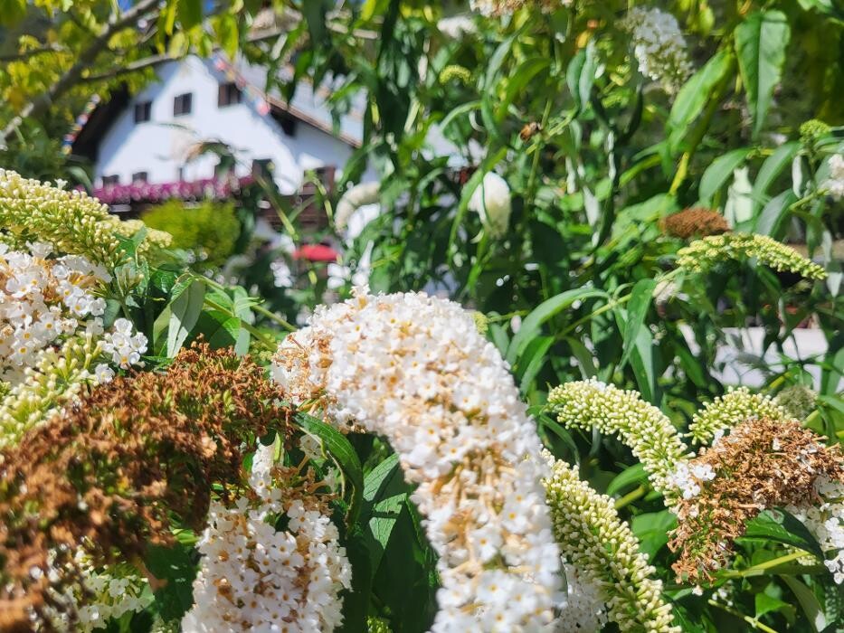 Bilder Yoga Resort AlpenRetreat