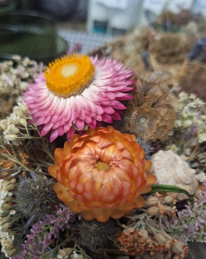 Bilder Gänseblümchen e.U.