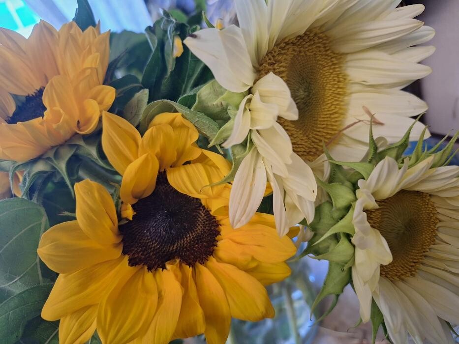 Bilder Gänseblümchen e.U.
