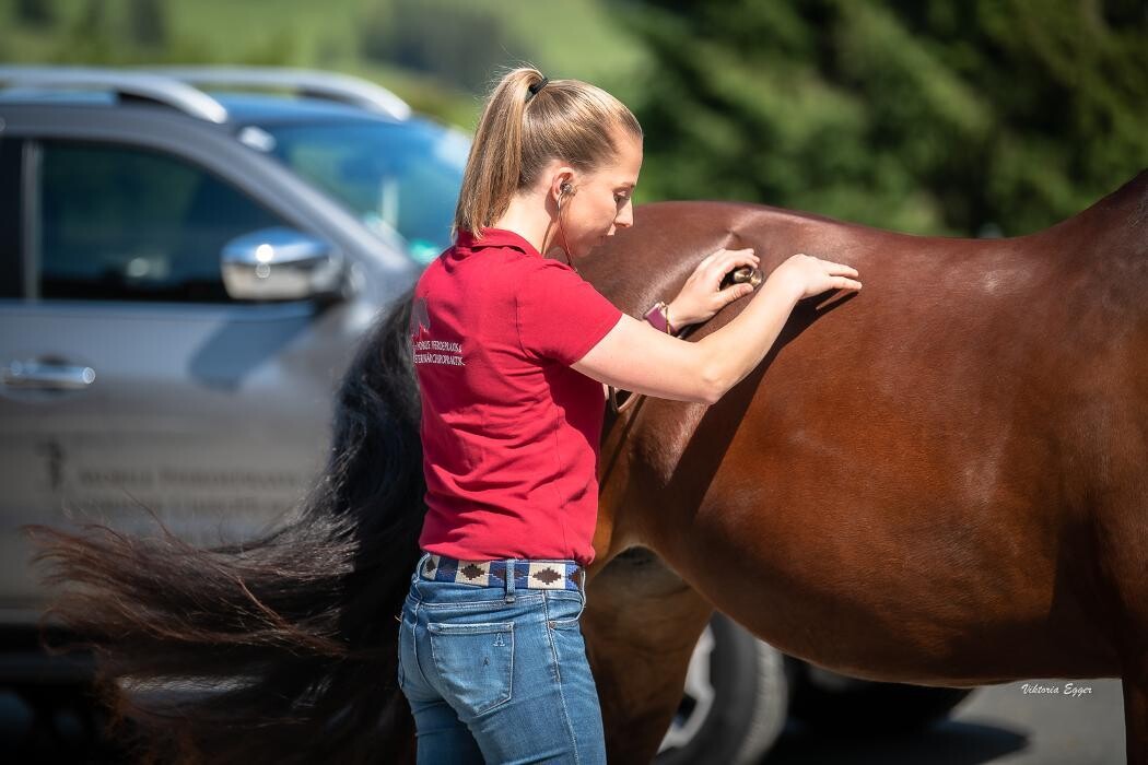 Bilder Pferdetierarzt Elisabeth Hagsteiner - Kirchdorf in Tirol