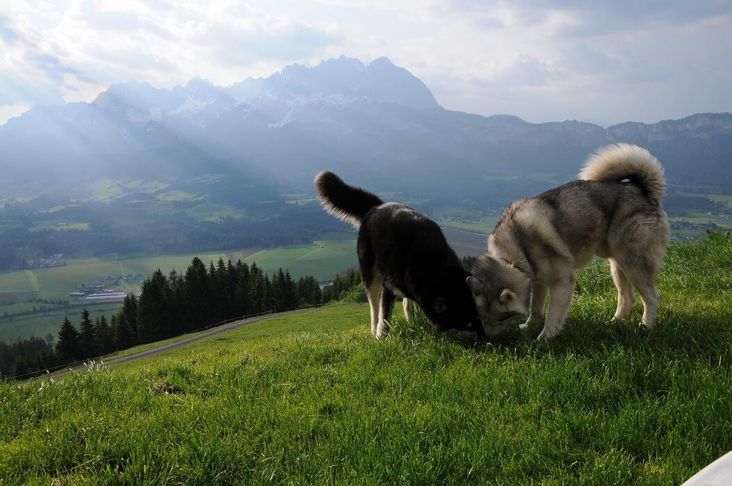 Bilder Müllneralm Oberndorf - Ihr Alm-Hotel