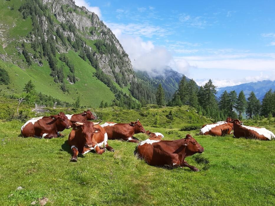 Bilder Bio Bauernhof Burglehen