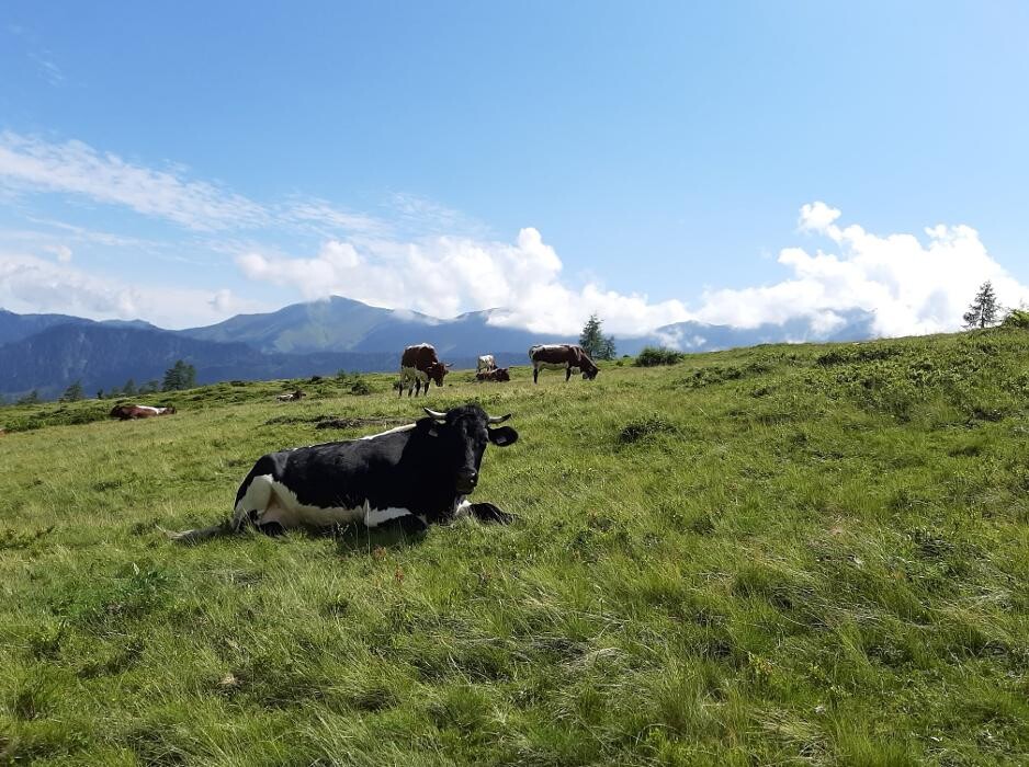 Bilder Bio Bauernhof Burglehen