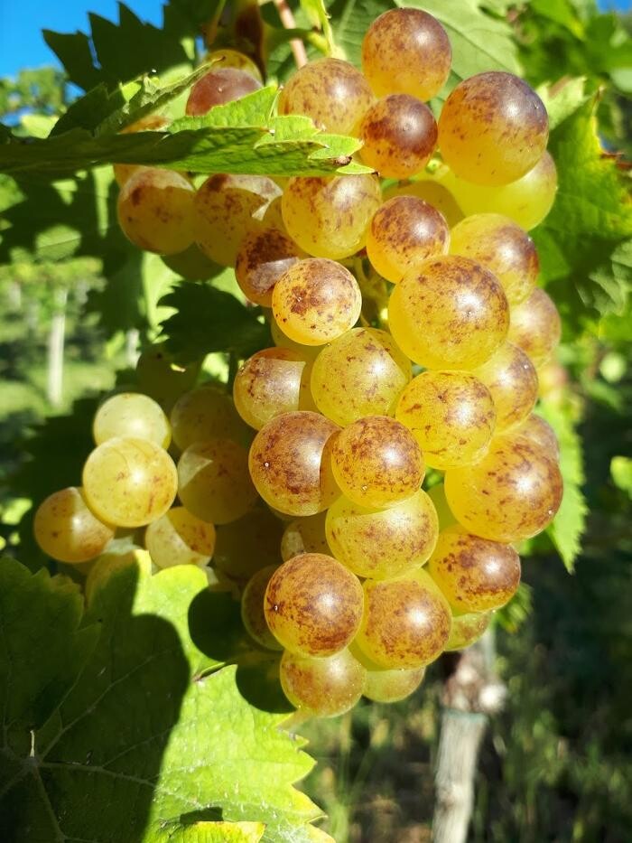 Bilder Weinhof Rossmann GbR