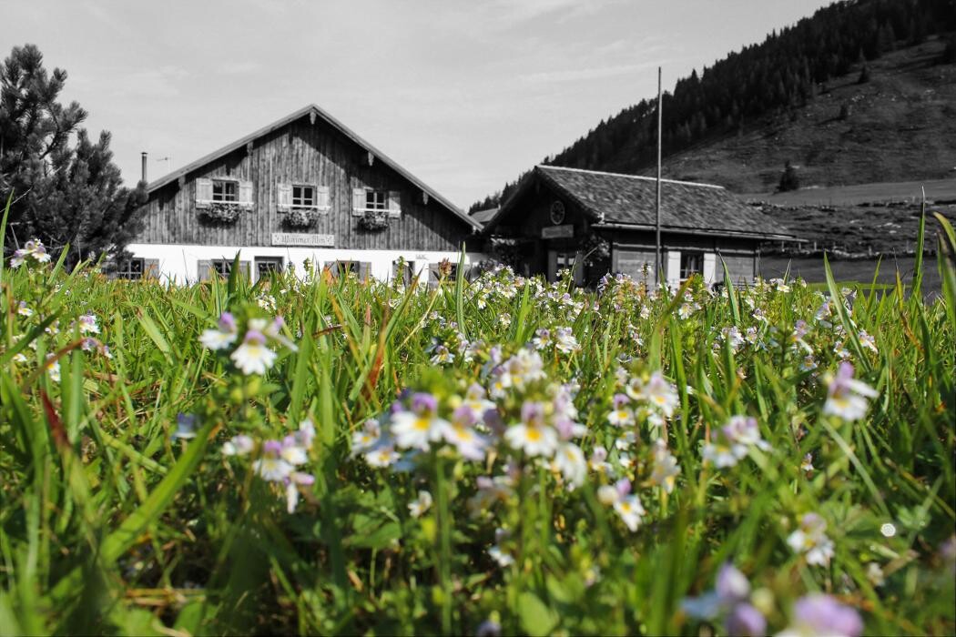 Bilder Wimmer-Alm