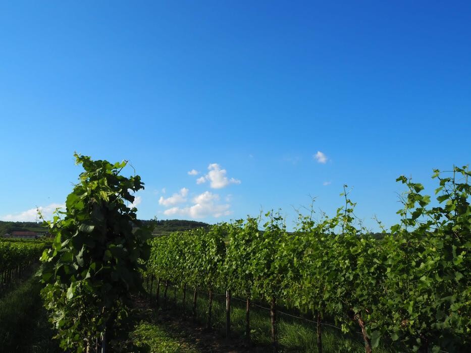 Bilder Terassenheuriger Weinzigartig