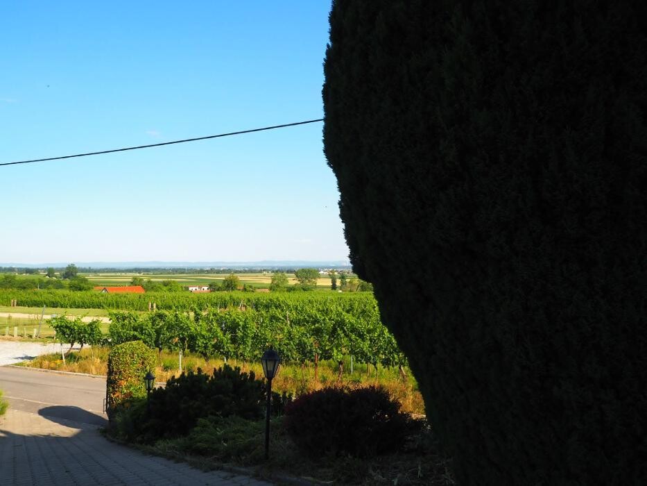 Bilder Terassenheuriger Weinzigartig