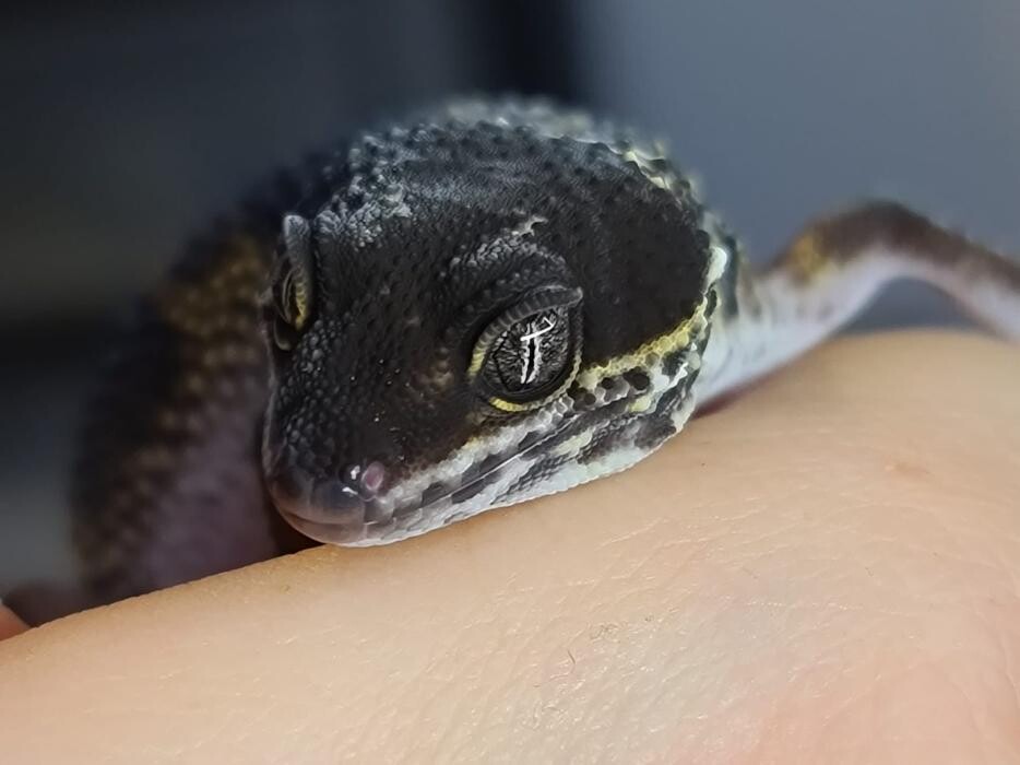 Bilder Fuchsige Geckos