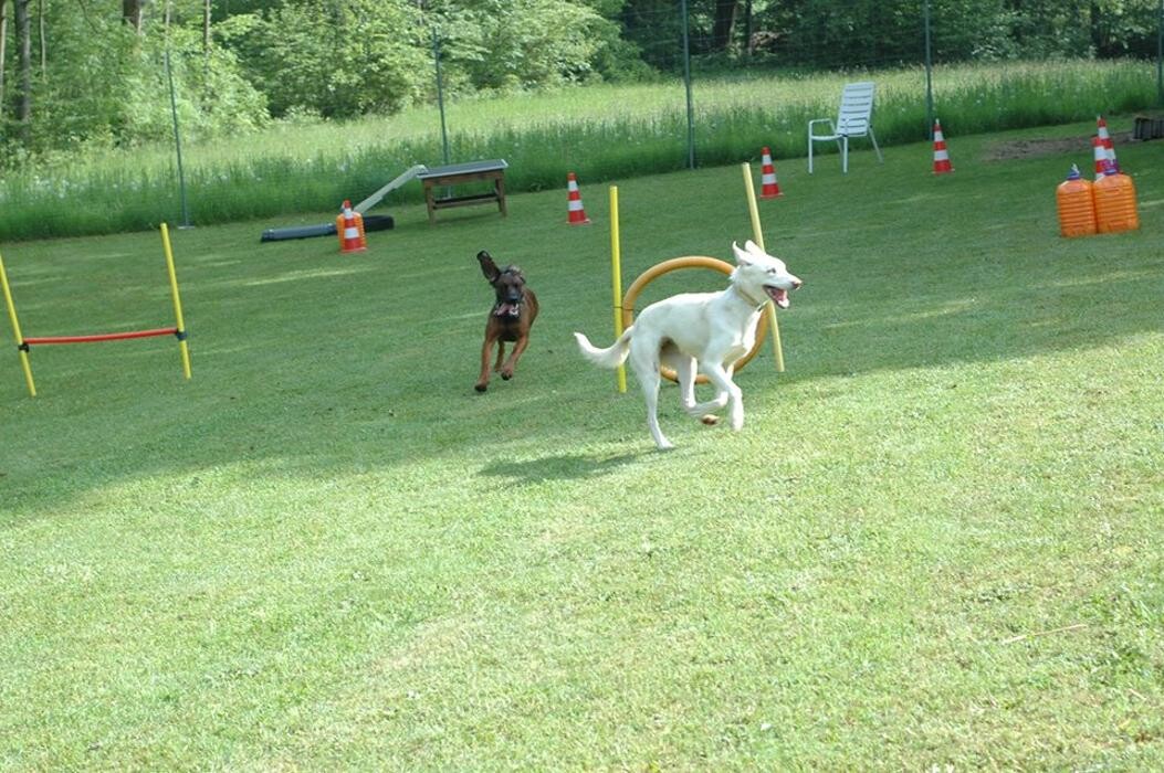 Bilder Hundeschule und Tiernahrung Edith Bartek