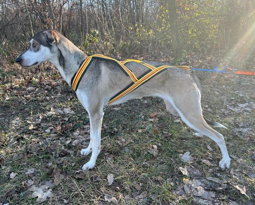 Bilder Hundeschule und Tiernahrung Edith Bartek