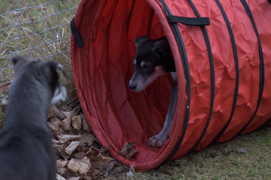 Bilder Hundeschule und Tiernahrung Edith Bartek