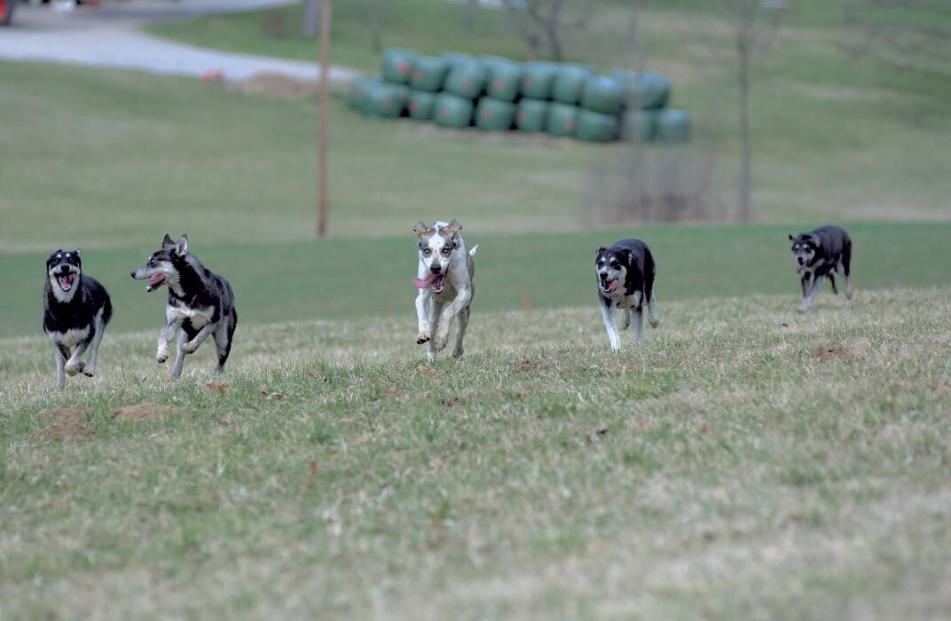 Bilder Hundeschule und Tiernahrung Edith Bartek