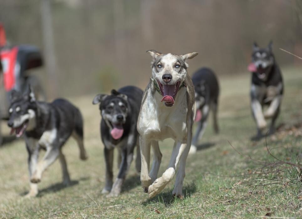 Bilder Hundeschule und Tiernahrung Edith Bartek