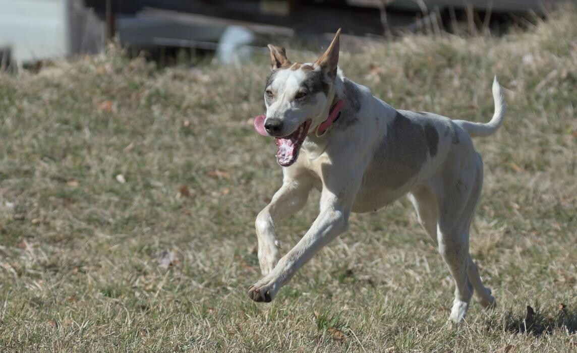 Bilder Hundeschule und Tiernahrung Edith Bartek