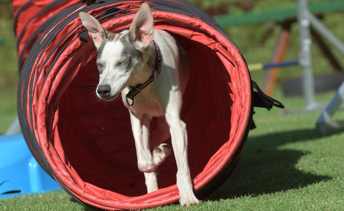 Bilder Hundeschule und Tiernahrung Edith Bartek