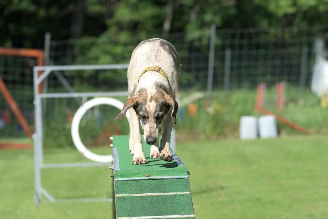 Bilder Hundeschule und Tiernahrung Edith Bartek