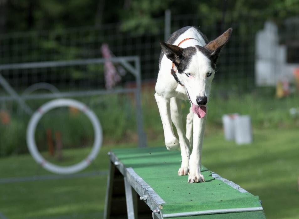 Bilder Hundeschule und Tiernahrung Edith Bartek