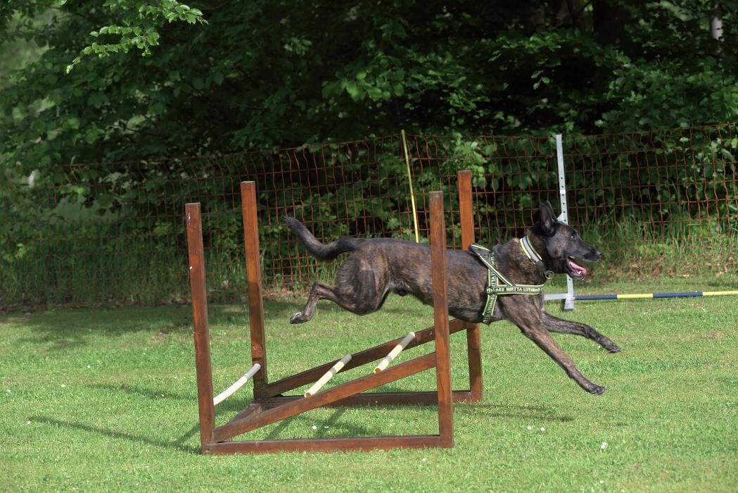 Bilder Hundeschule und Tiernahrung Edith Bartek