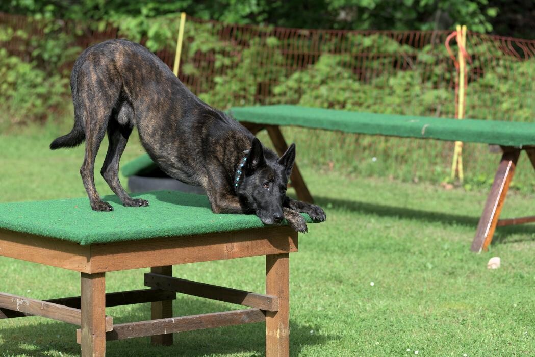 Bilder Hundeschule und Tiernahrung Edith Bartek