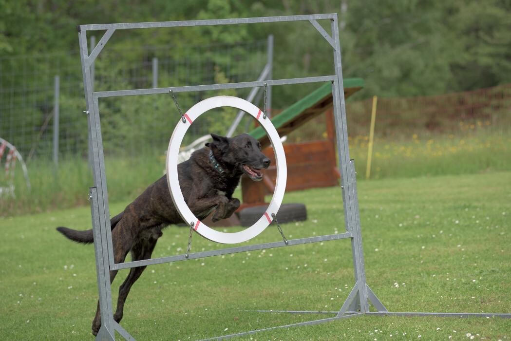 Bilder Hundeschule und Tiernahrung Edith Bartek