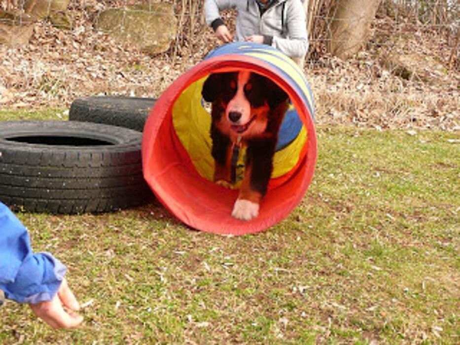 Bilder Hundeschule und Tiernahrung Edith Bartek