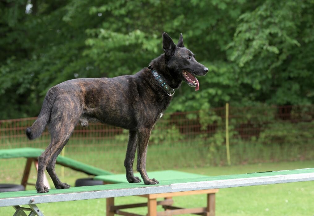 Bilder Hundeschule und Tiernahrung Edith Bartek