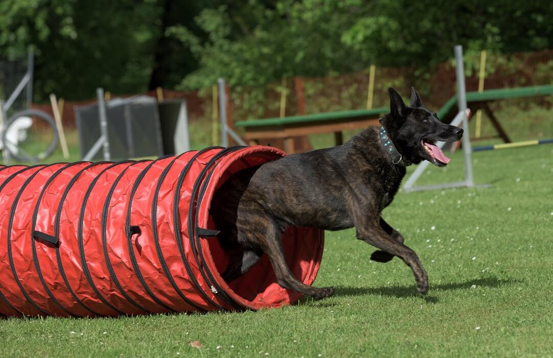 Bilder Hundeschule und Tiernahrung Edith Bartek