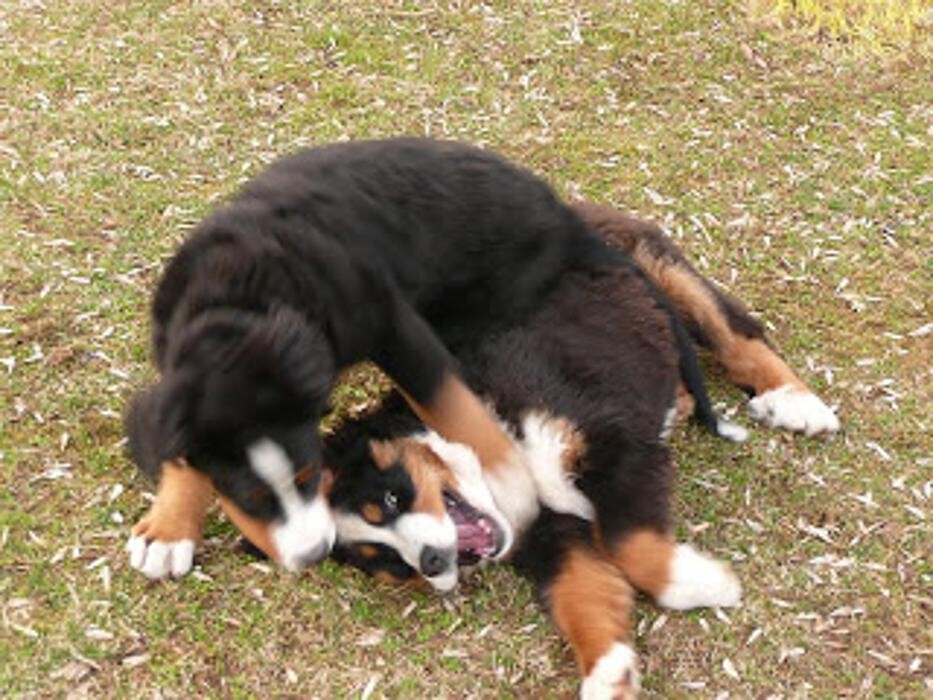 Bilder Hundeschule und Tiernahrung Edith Bartek
