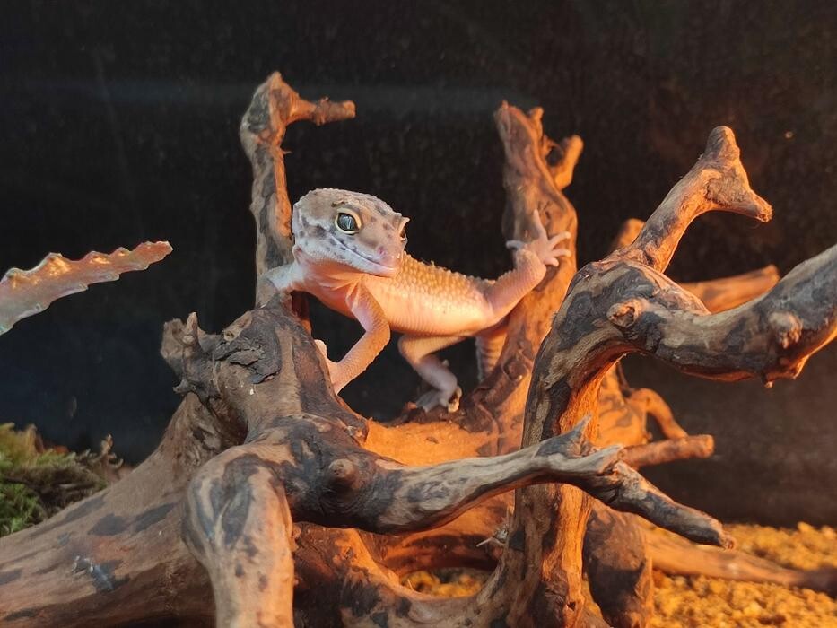Bilder Pet's Royal ZOOFACHHANDEL