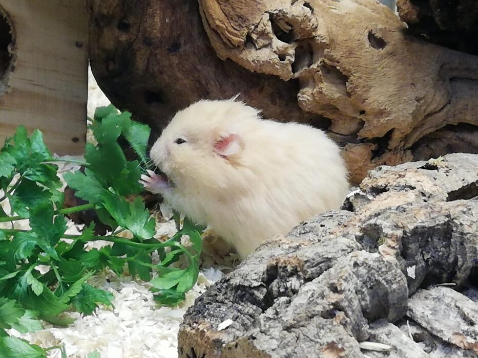 Bilder Pet's Royal ZOOFACHHANDEL