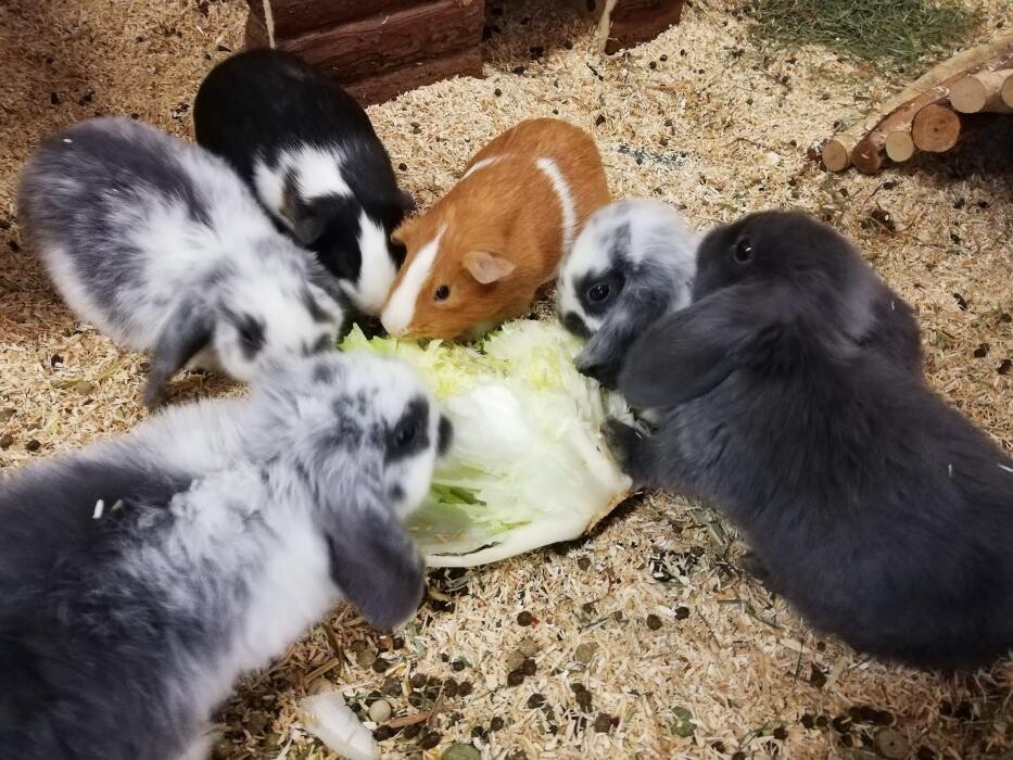 Bilder Pet's Royal ZOOFACHHANDEL