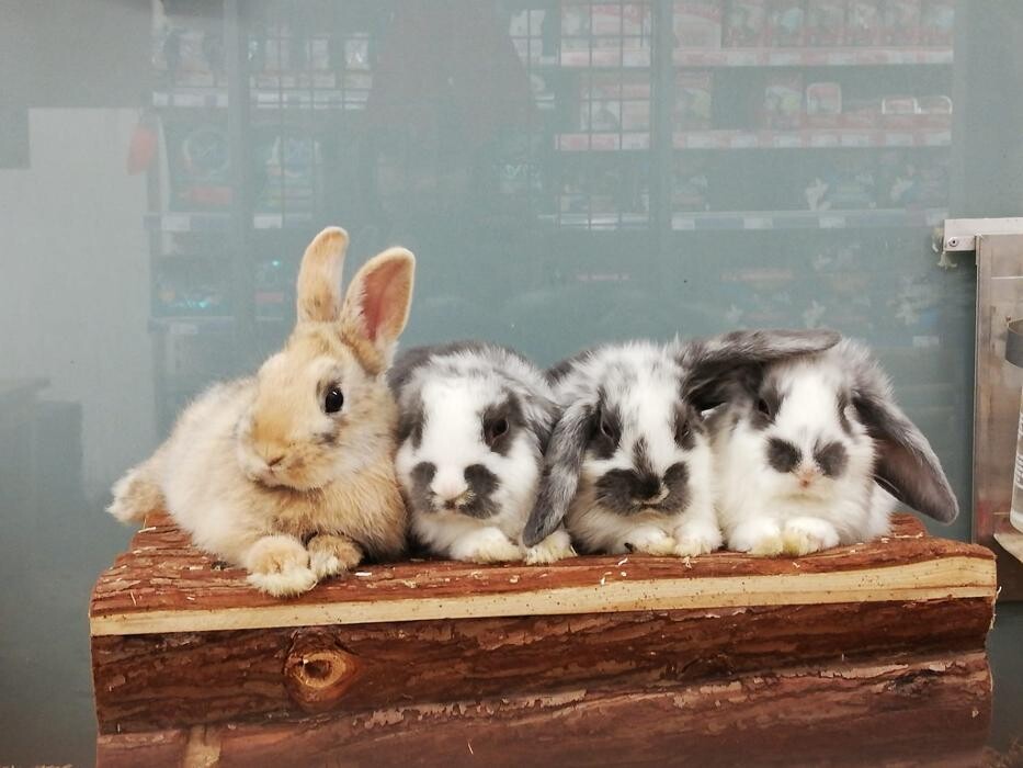 Bilder Pet's Royal ZOOFACHHANDEL