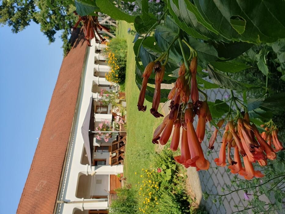 Bilder Weingut Genießerzimmer Bohrn