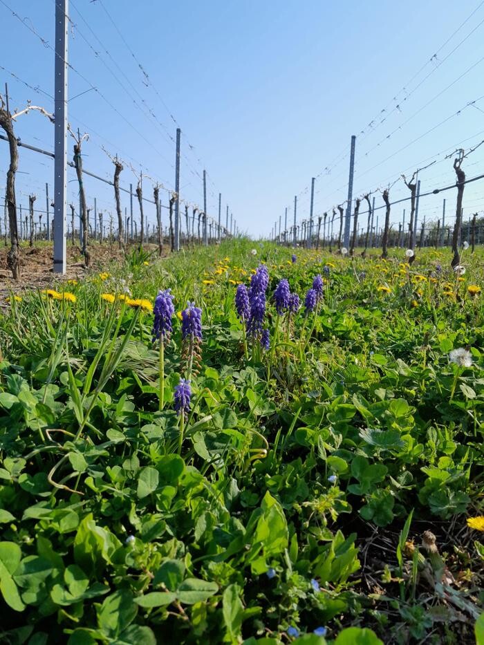 Bilder Weingut Hirschbüchler - Heuriger Gästezimmer