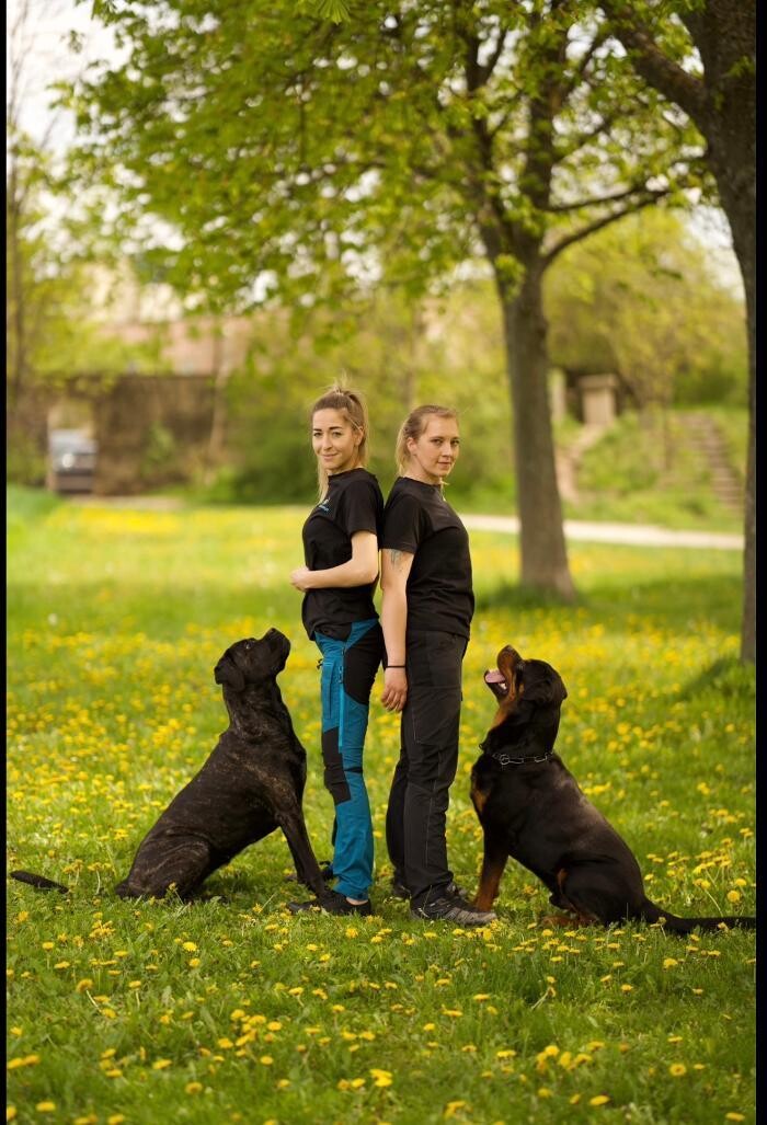 Bilder Hundekonzept - das Hundetraining von A - Z