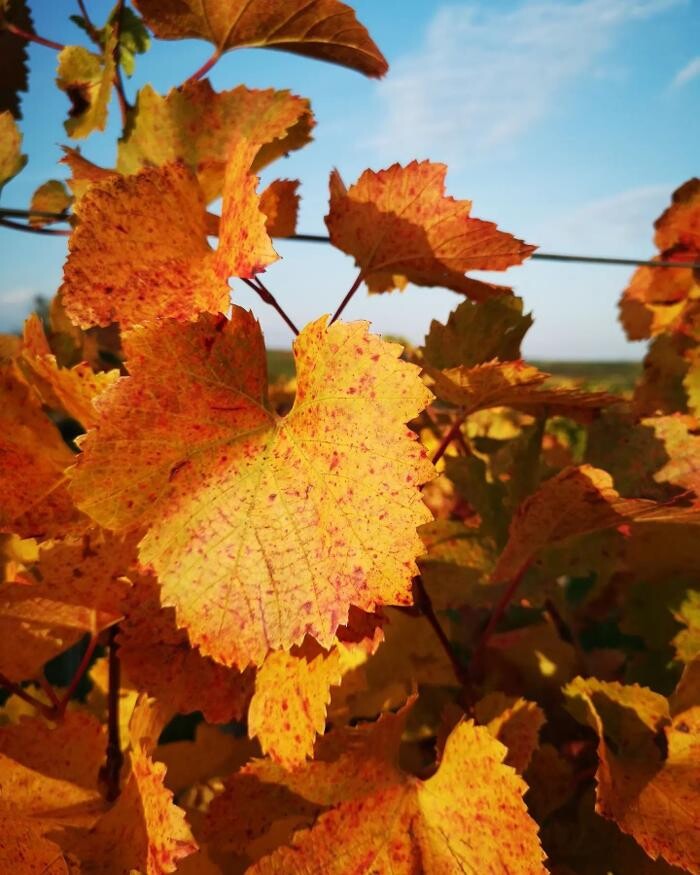 Bilder Weingut Mantler 31
