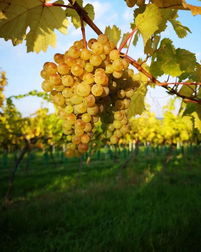 Bilder Weingut Mantler 31