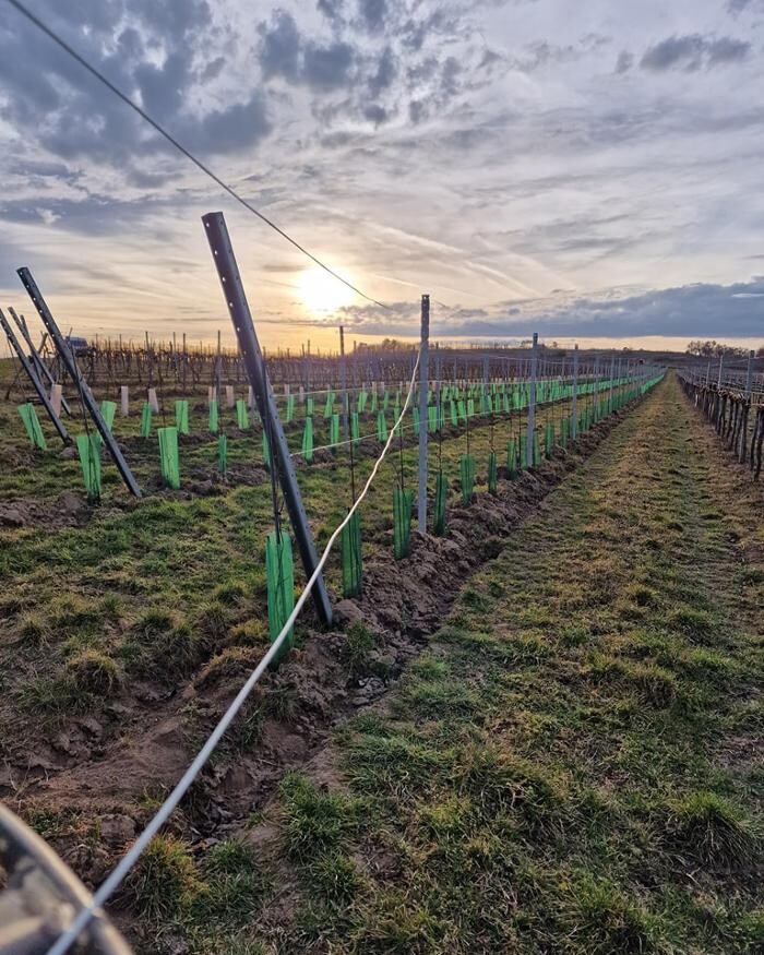 Bilder Weingut Mantler 31