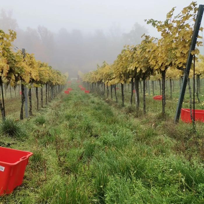 Bilder Weingut Mantler 31