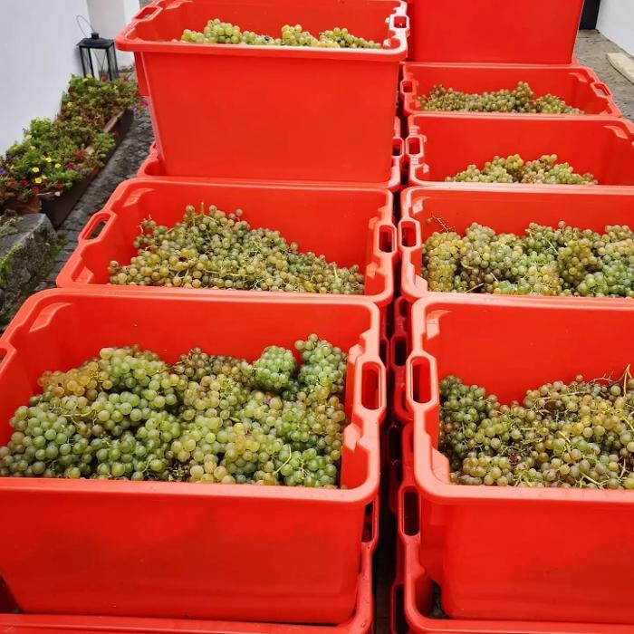 Bilder Weingut Mantler 31