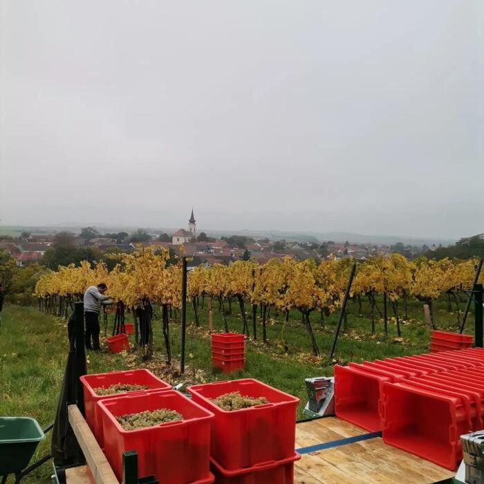 Bilder Weingut Mantler 31