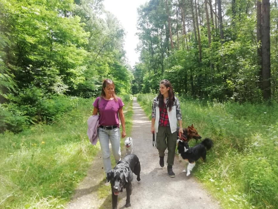 Bilder Natürlich Hund Tirol