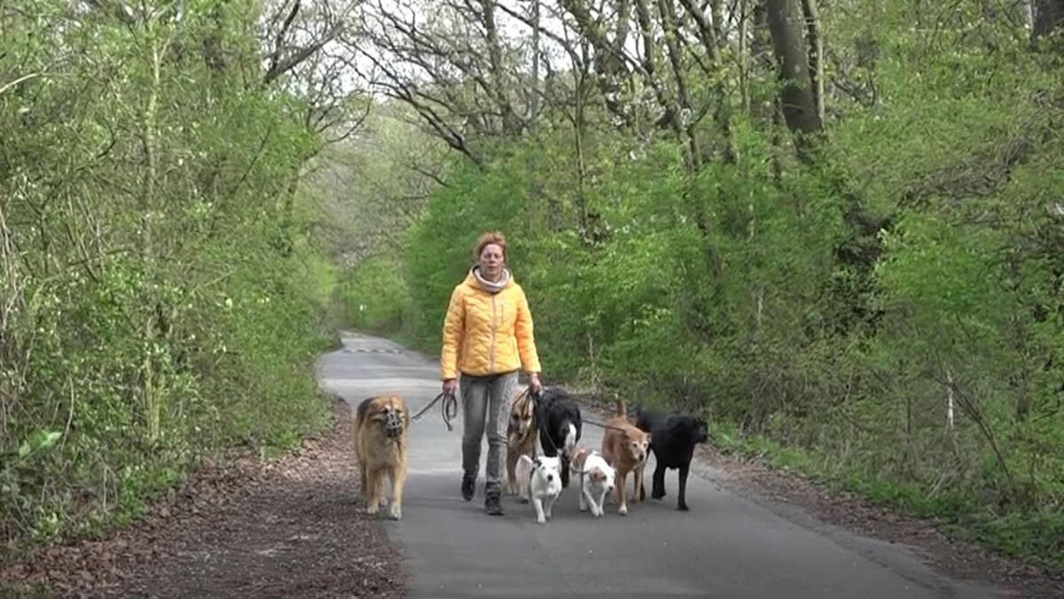 Bilder Natürlich Hund Tirol