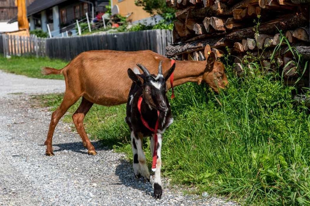 Bilder Sauschneiderhof - Urlaub am Bauernhof