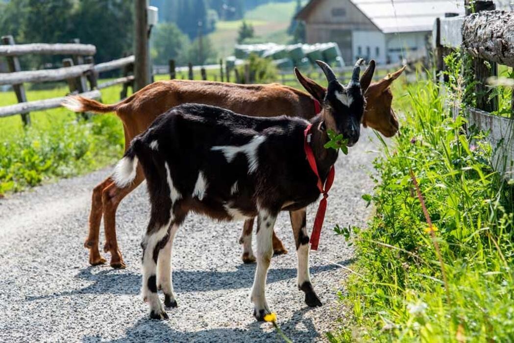 Bilder Sauschneiderhof - Urlaub am Bauernhof