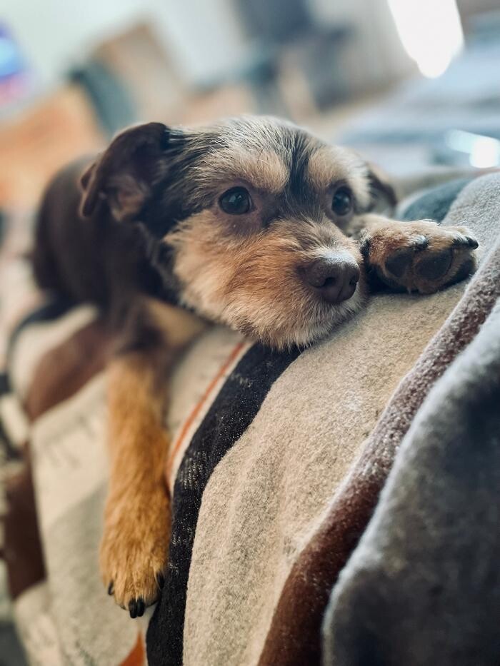 Bilder Hundekompetenzzentrum MexxDogs